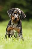 BEAUCERON - PUPPIES 313